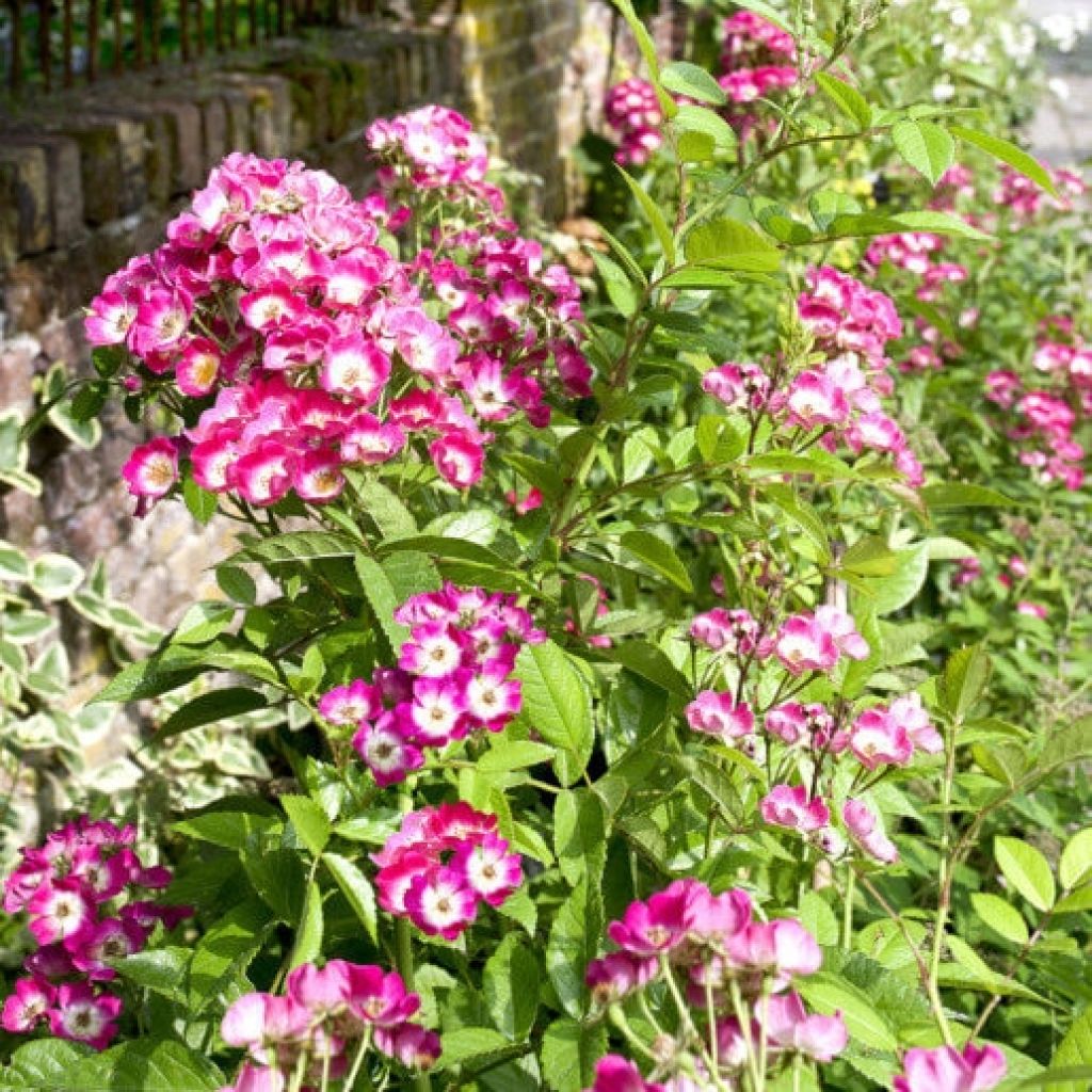 Rosal Rosalnatura Bicolore - Rosal paisajístico