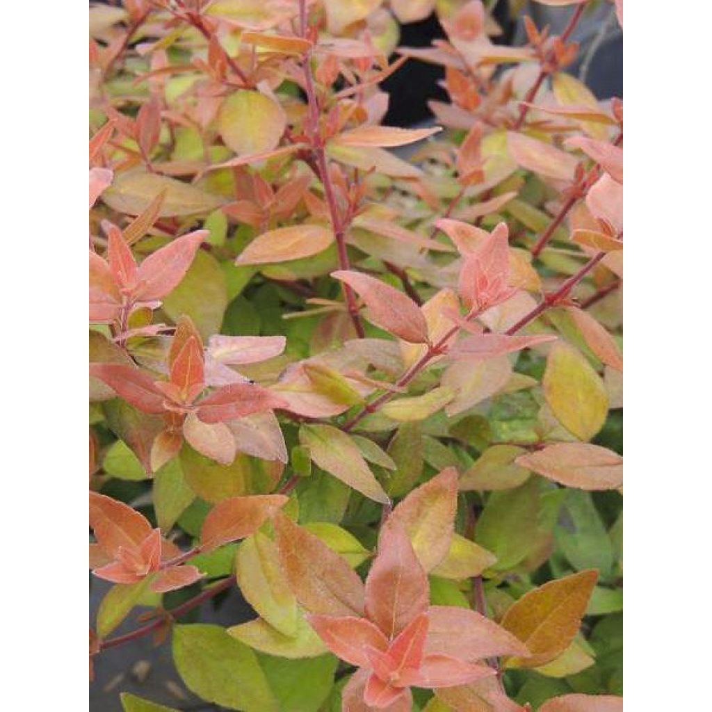 Abelia grandiflora Caramel Charm