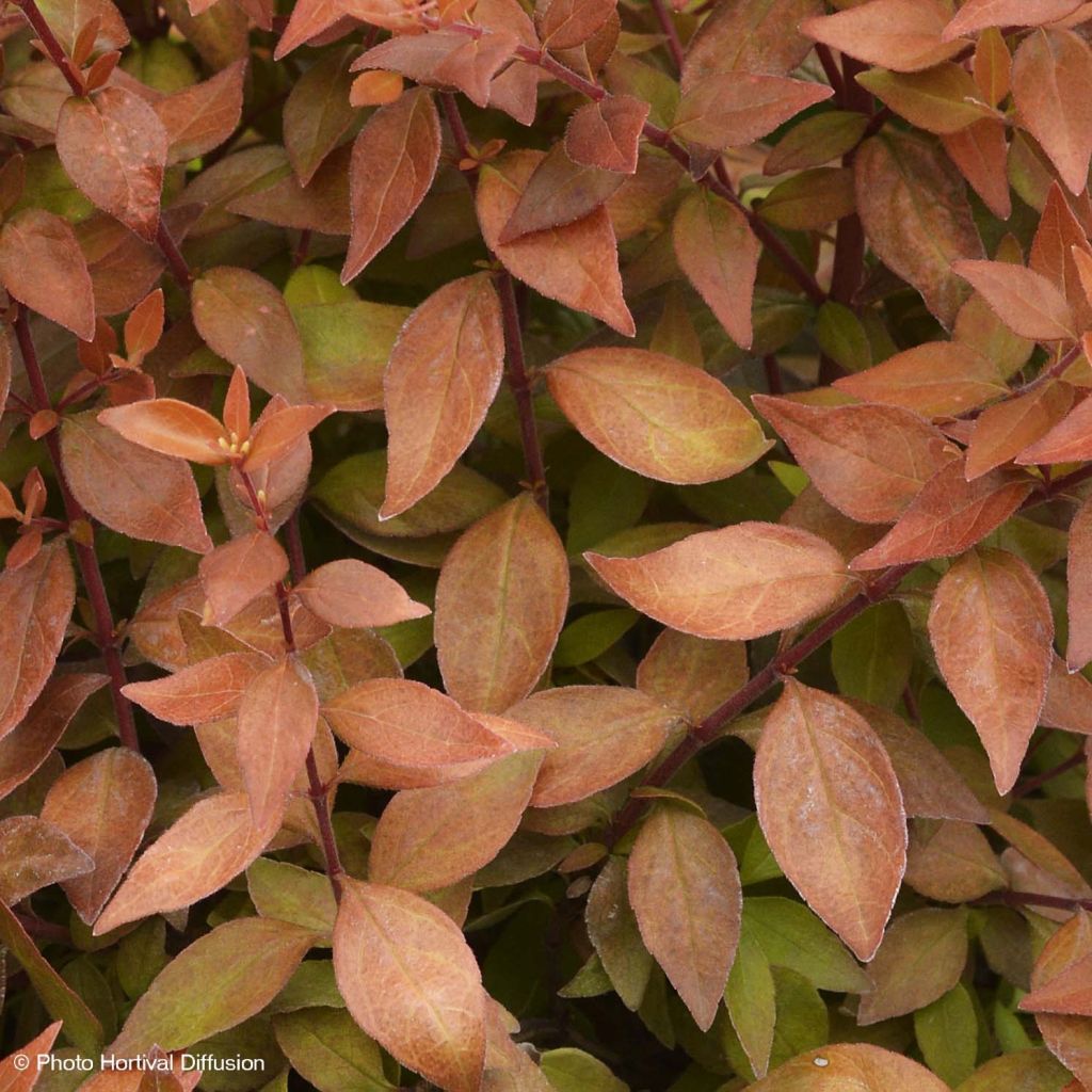 Abelia grandiflora Caramel Charm