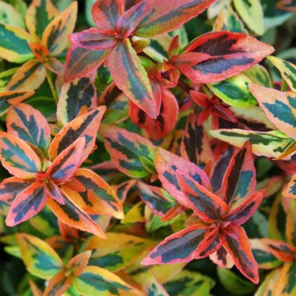 Abelia grandiflora Kaleidoscope