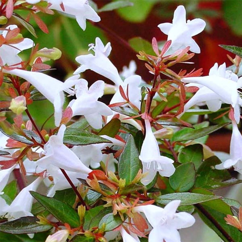 Abelia grandiflora Kaleidoscope