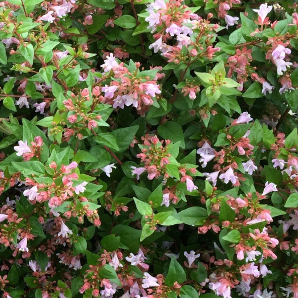 Abelia Raspberry Profusion 