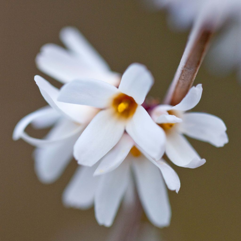 Abeliophyllum distichum - Forsitia blanca