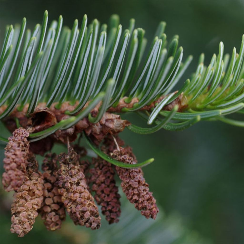 Abies nordmanniana - Abeto del Cáucaso