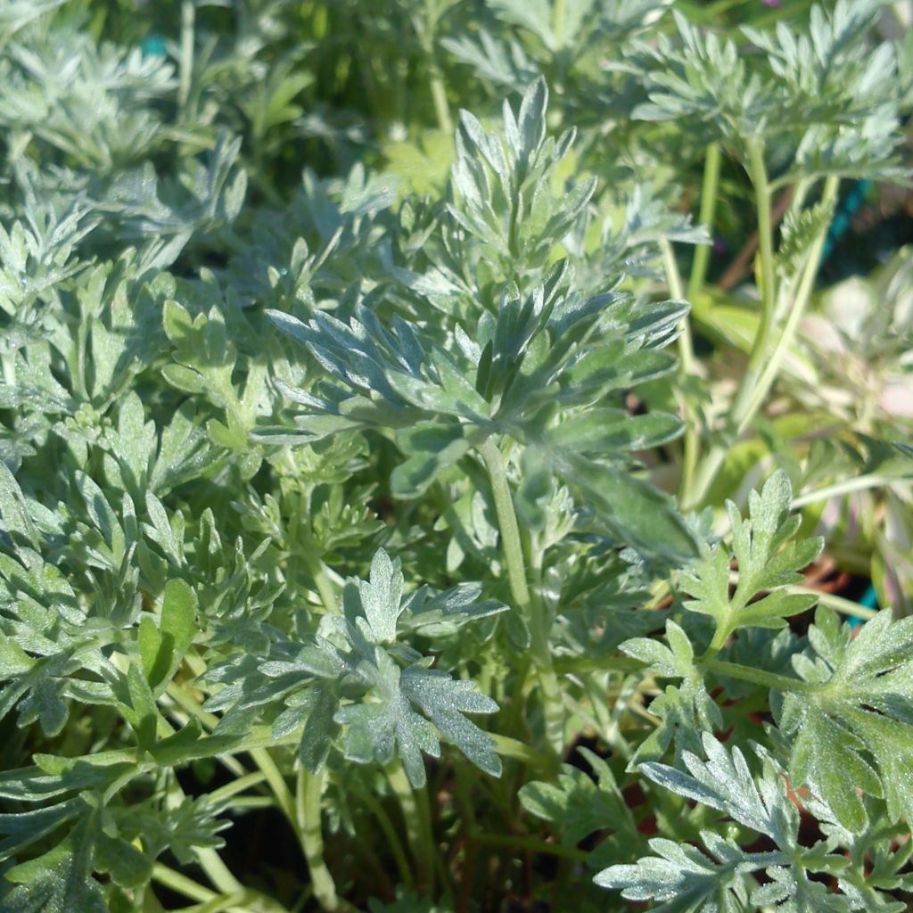 Ajenjo BIO - Artemisia absinthium