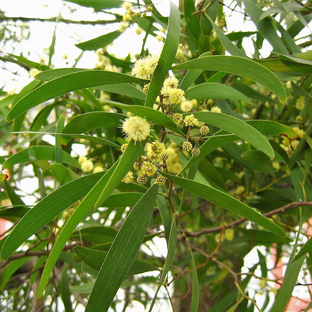 Acacia melanoxylon - Acacia negra