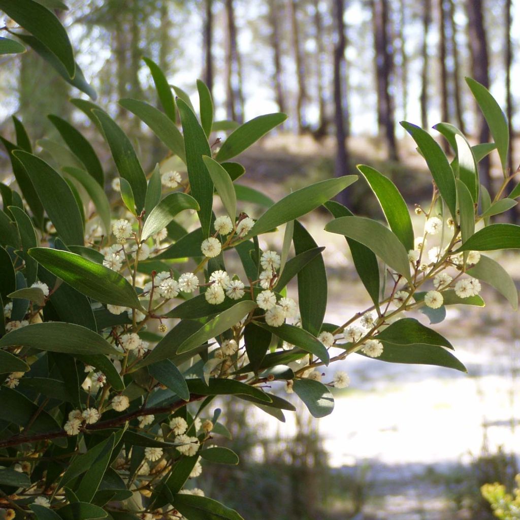 Acacia melanoxylon - Acacia negra