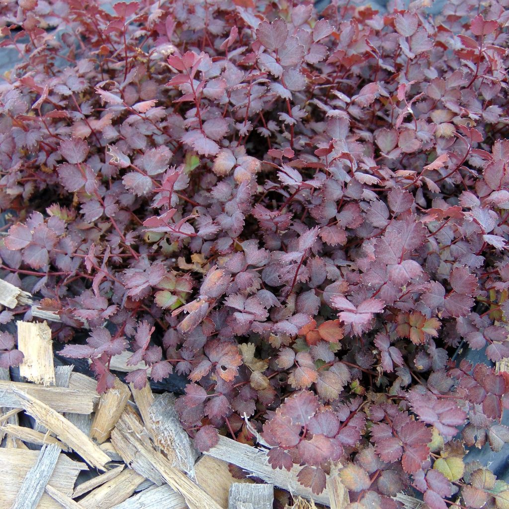 Acaena inermis Purpurea - Abrojos