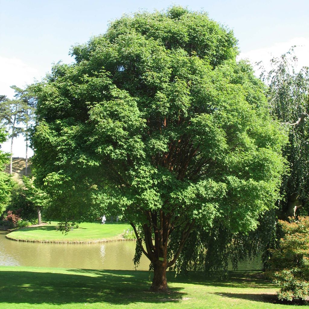 Acer griseum - Arce chino gris​