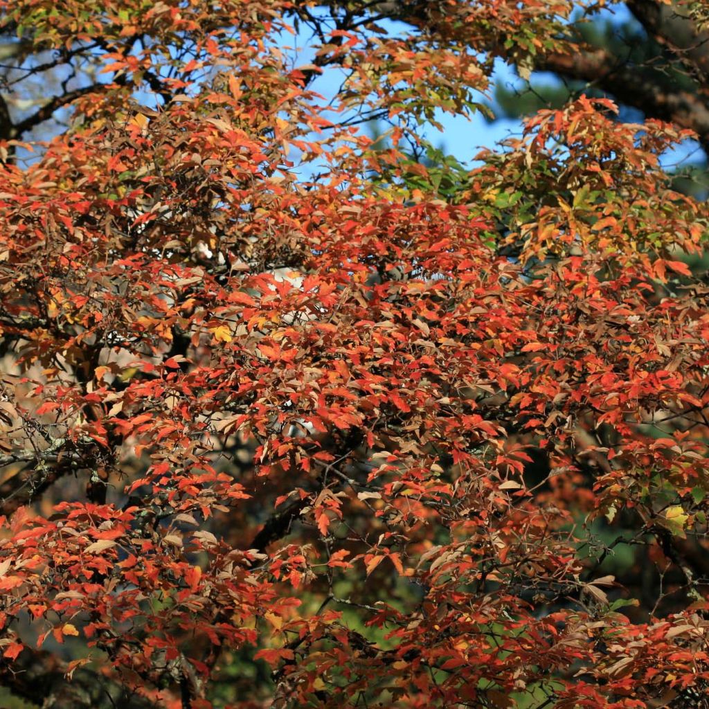 Acer griseum - Arce chino gris​