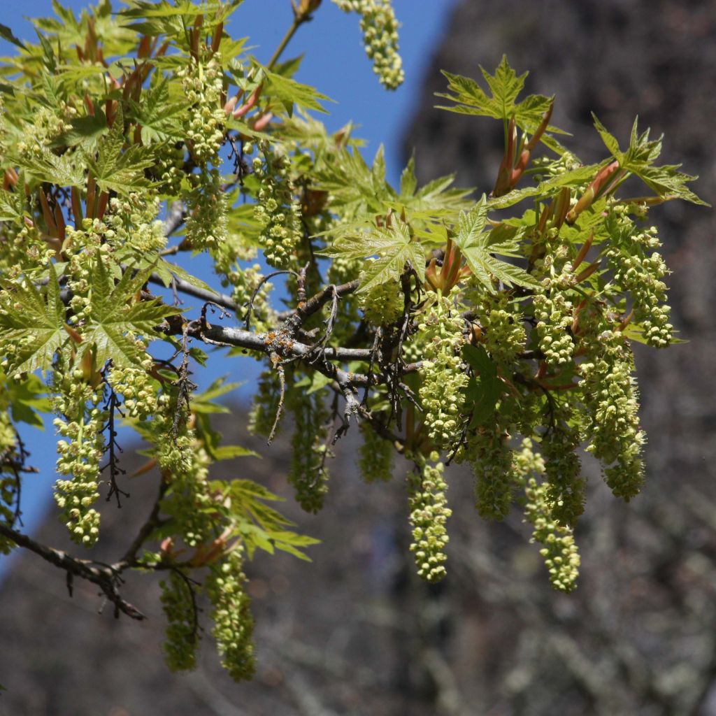 Acer macrophyllum - Arce de Oregón​