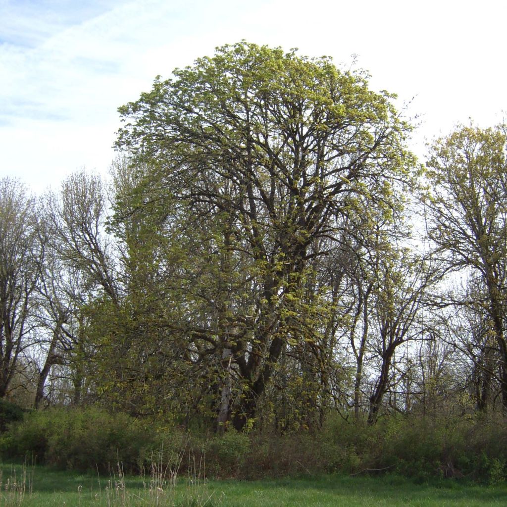 Acer macrophyllum - Arce de Oregón​