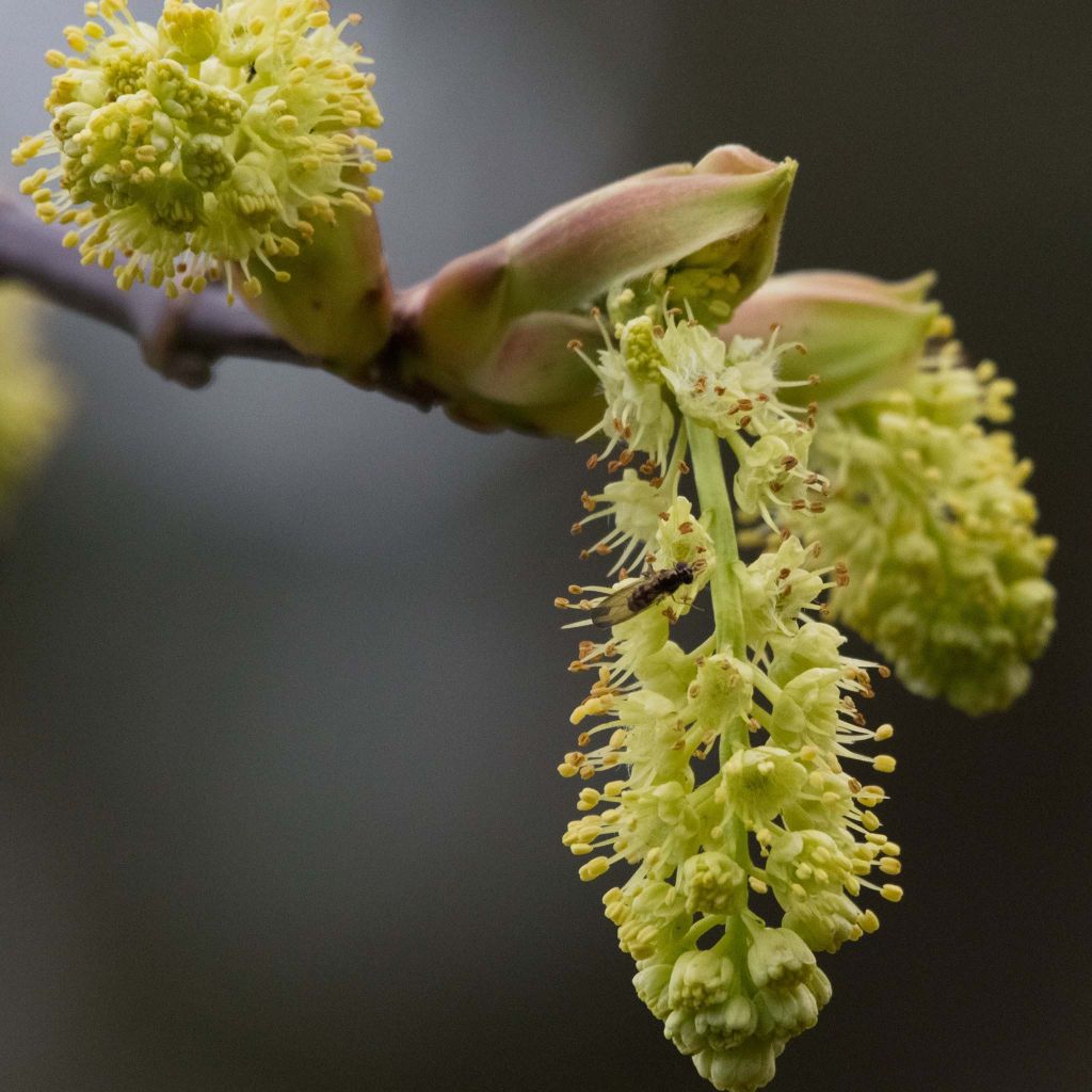 Acer macrophyllum - Arce de Oregón​