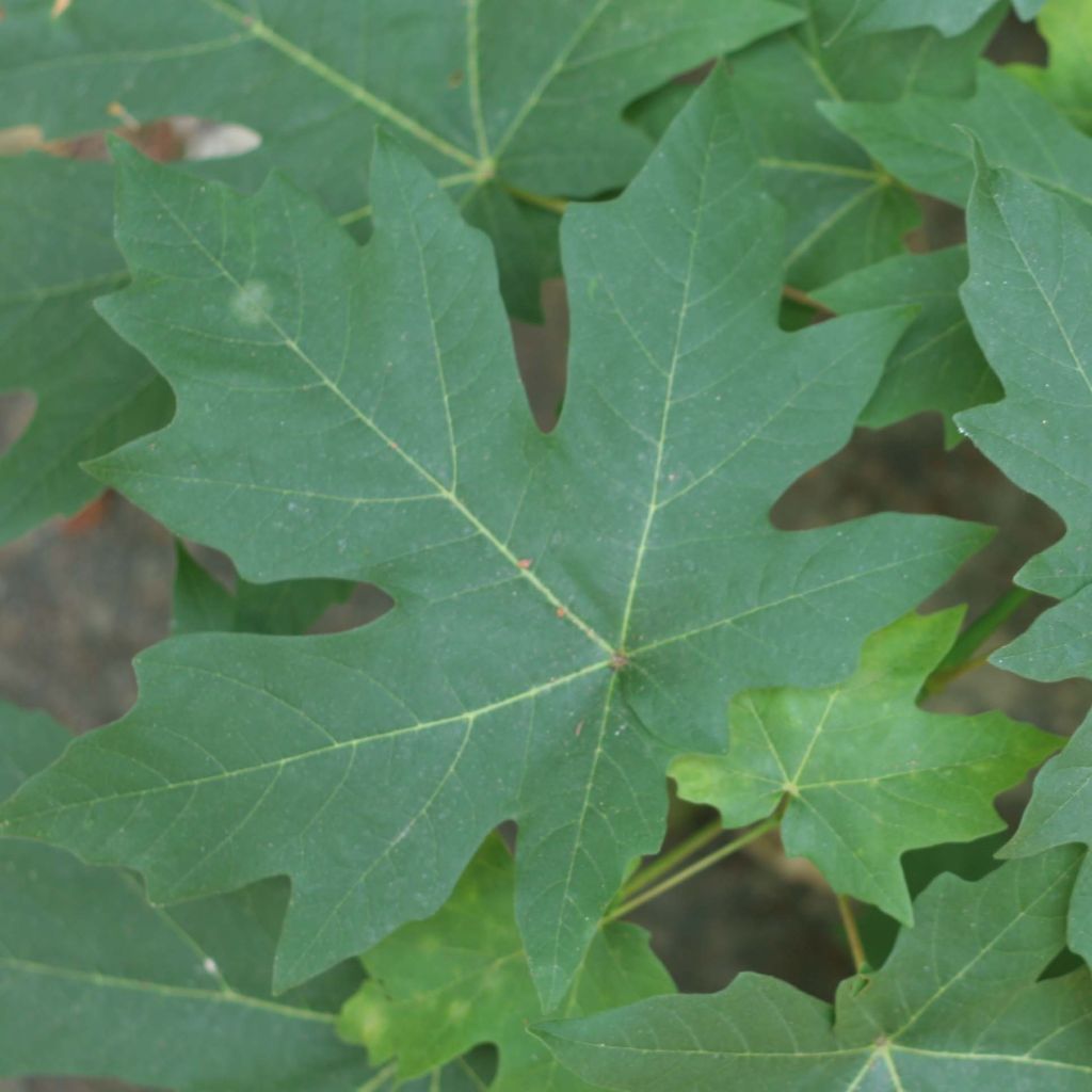 Acer macrophyllum - Arce de Oregón​