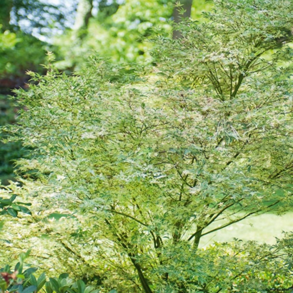 Arce japonés Butterfly- Acer palmatum