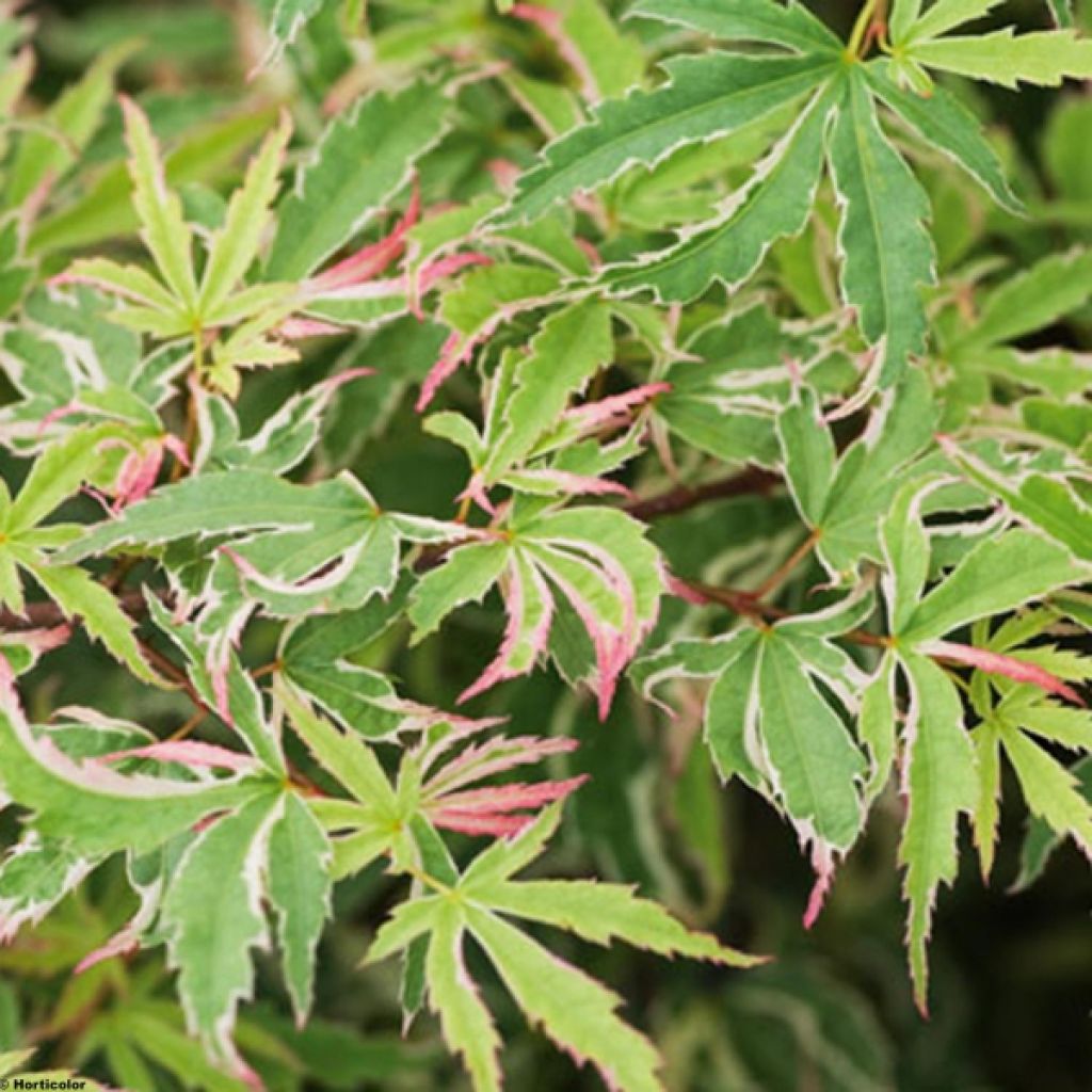 Arce japonés Butterfly- Acer palmatum