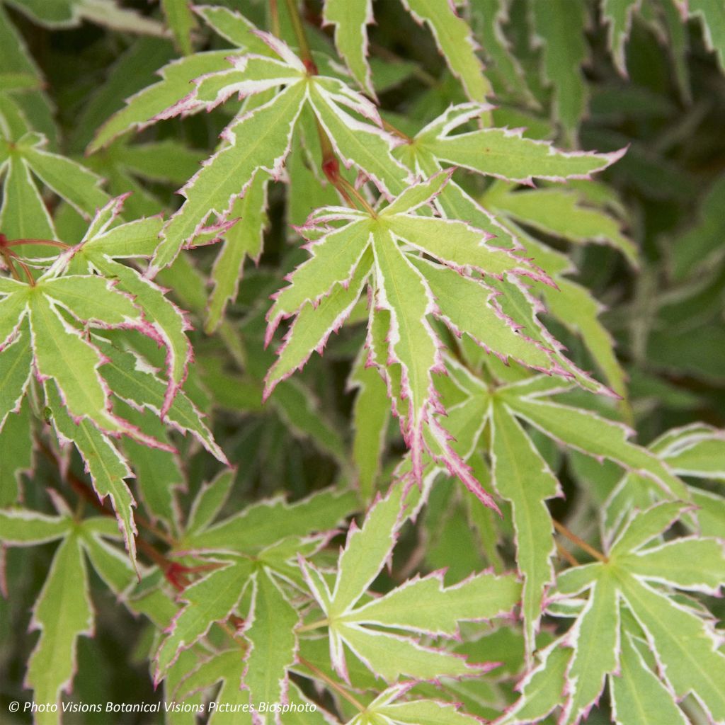 Arce japonés Butterfly- Acer palmatum