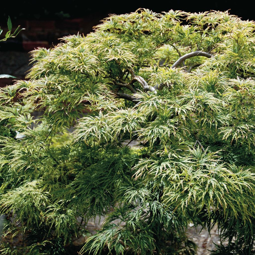 Arce japonés Dissectum - Acer palmatum