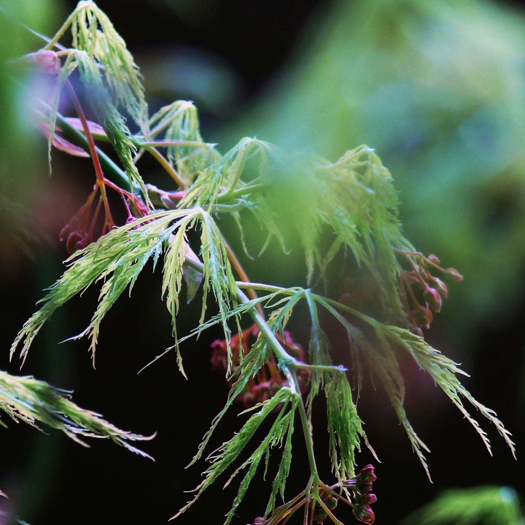 Arce japonés Dissectum - Acer palmatum