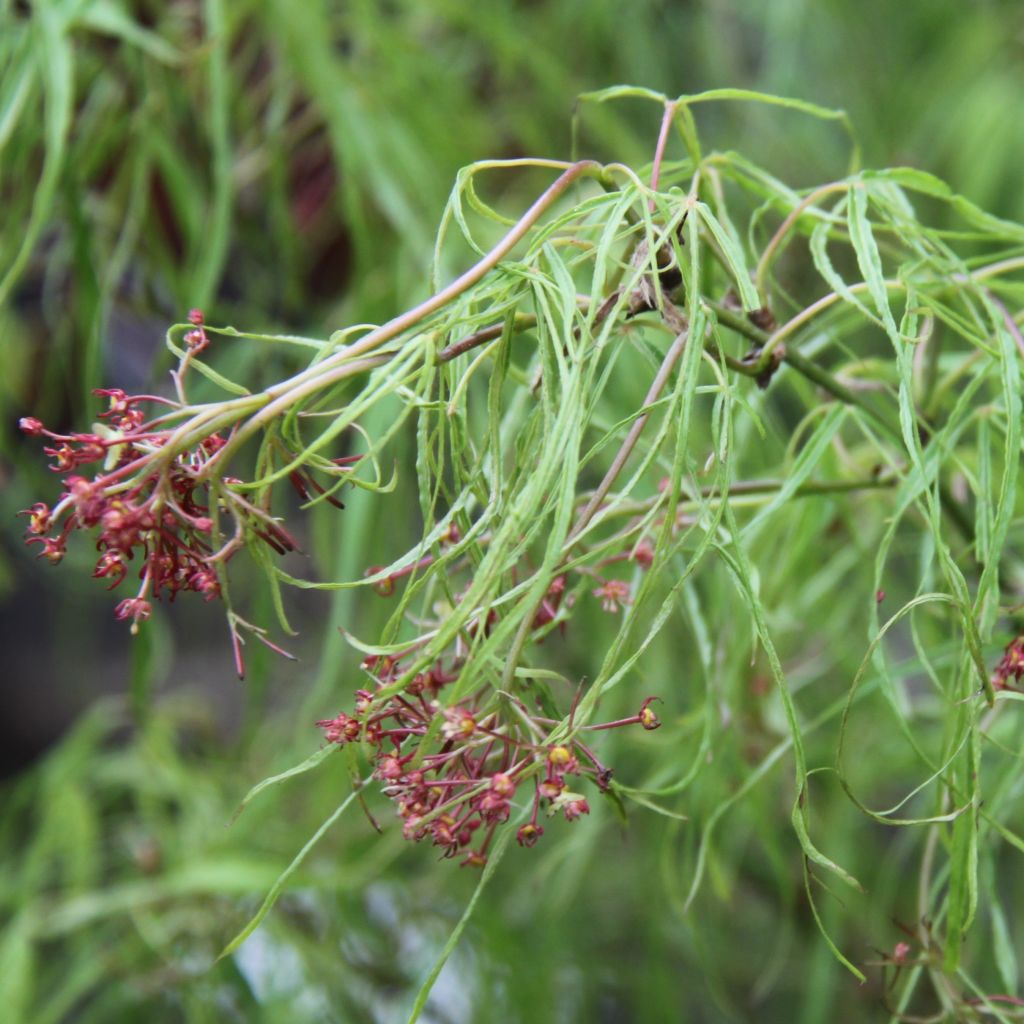 Arce japonés Koto-No-Ito - Acer palmatum