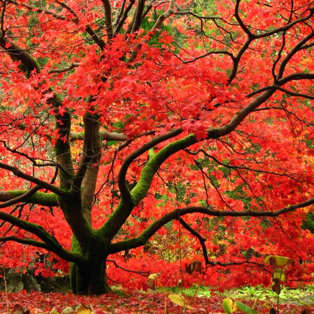 Arce japonés Osakazuki - Acer palmatum