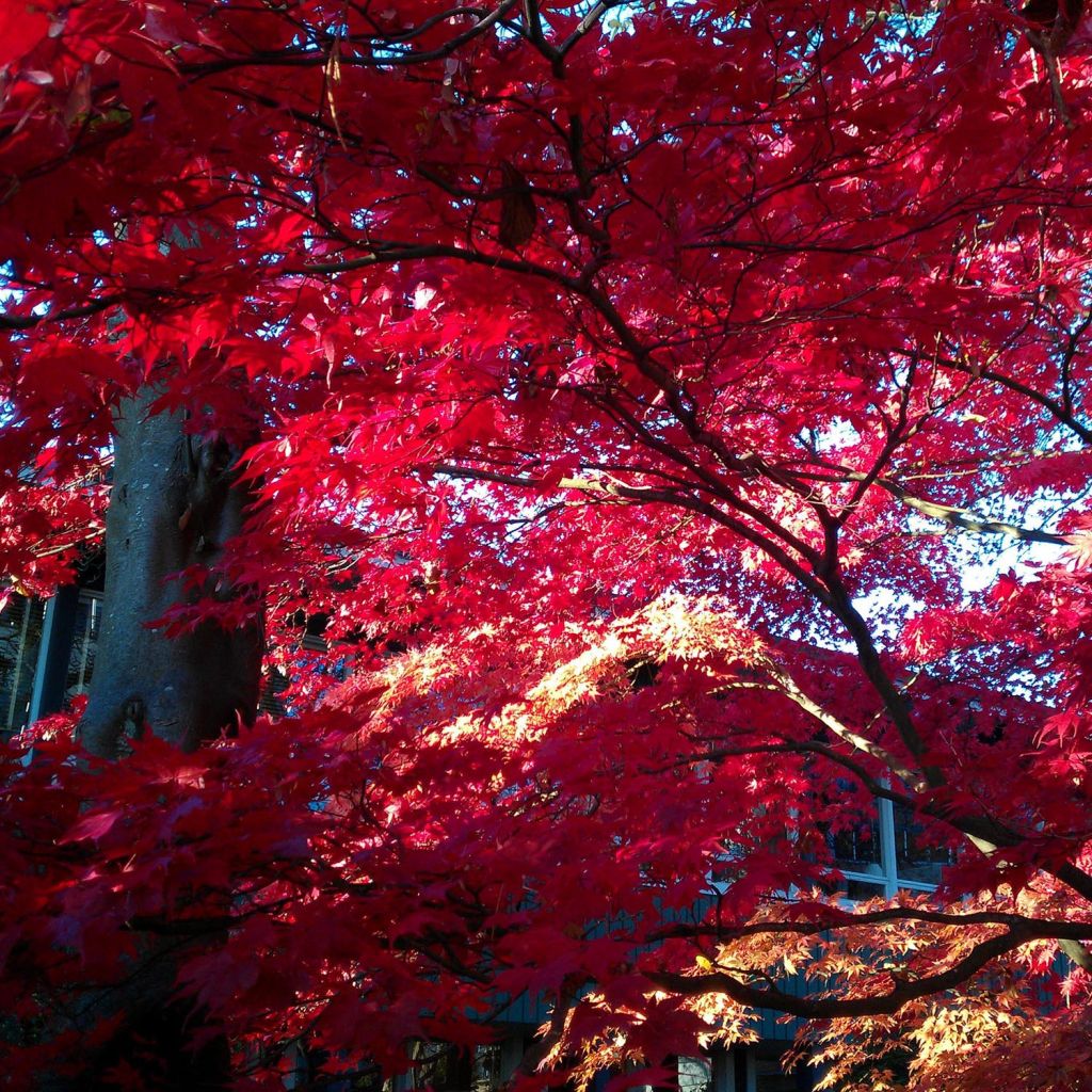 Arce japonés Osakazuki - Acer palmatum