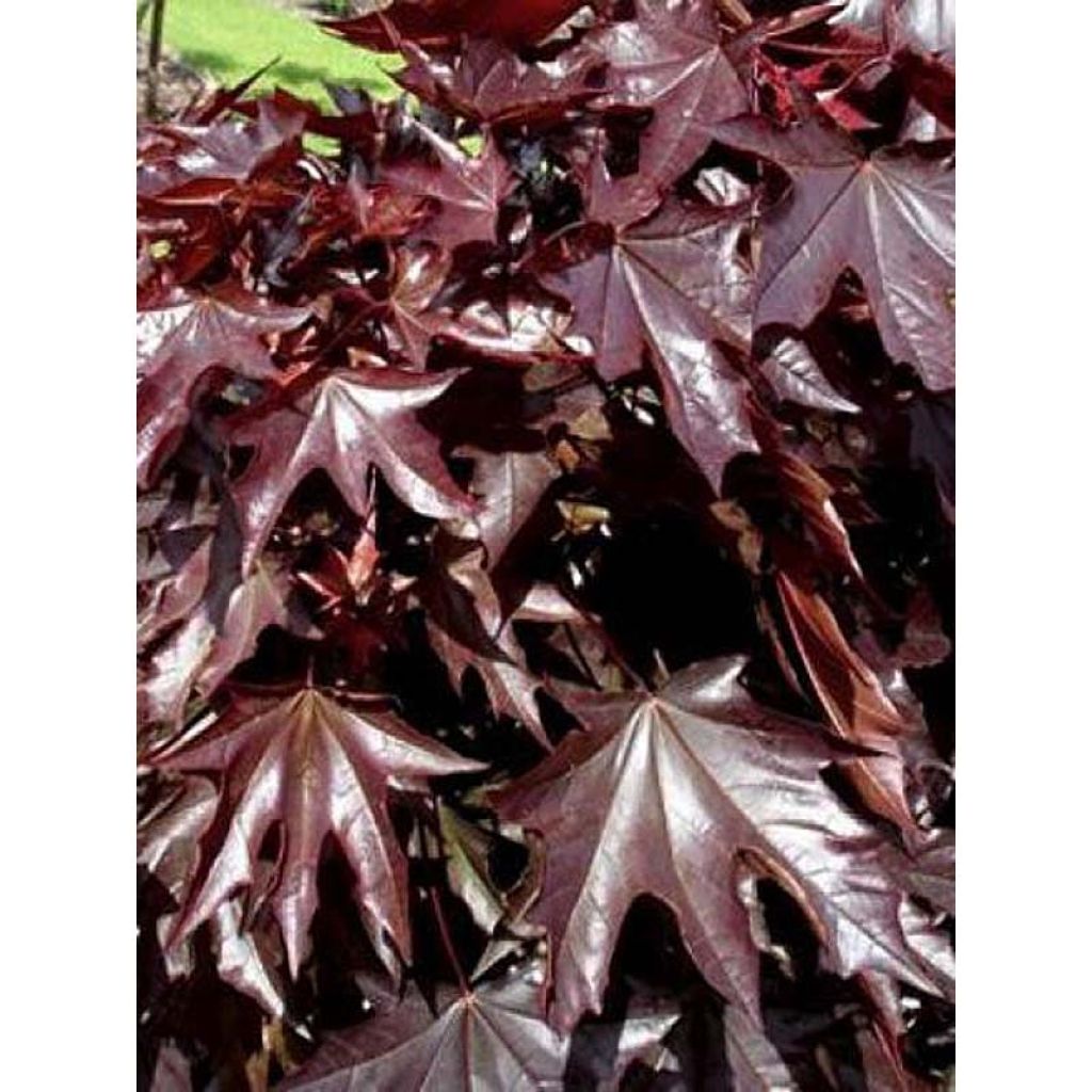 Arce real Crimson Sentry - Acer platanoides