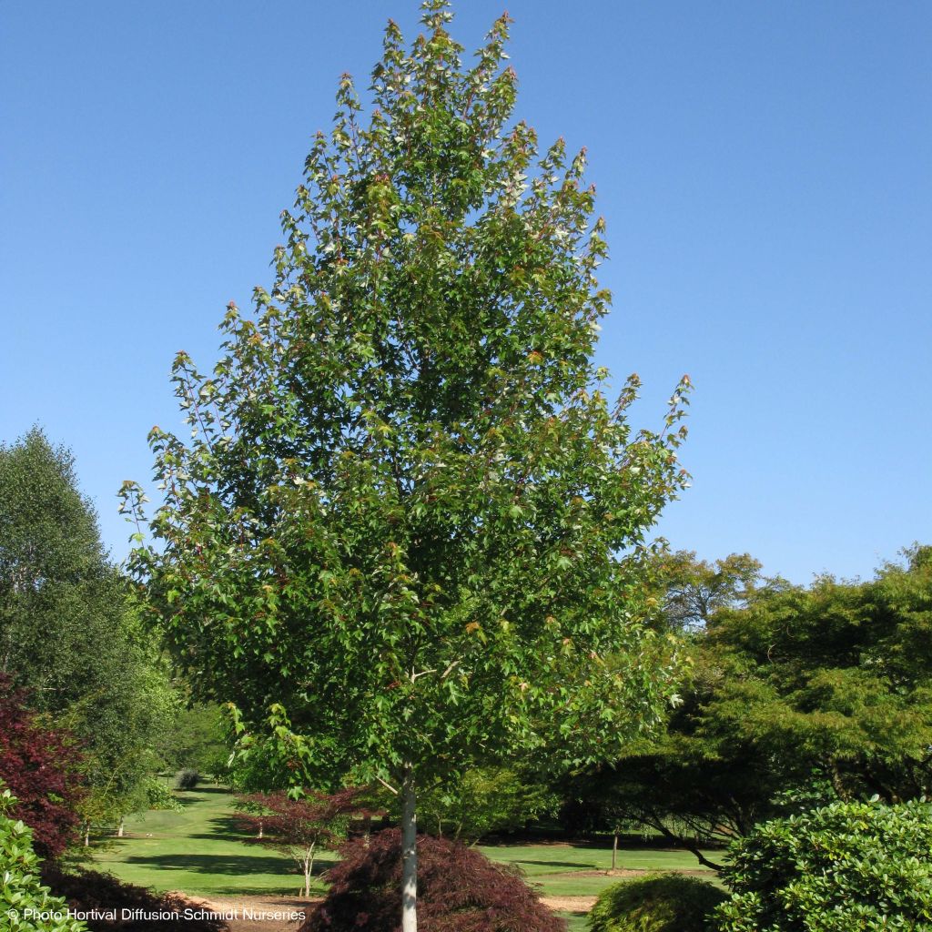 Acer rubrum Redpointe