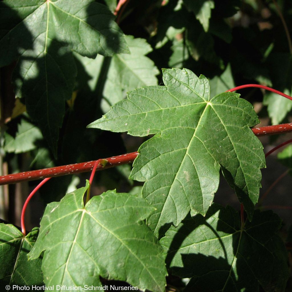 Acer rubrum Redpointe