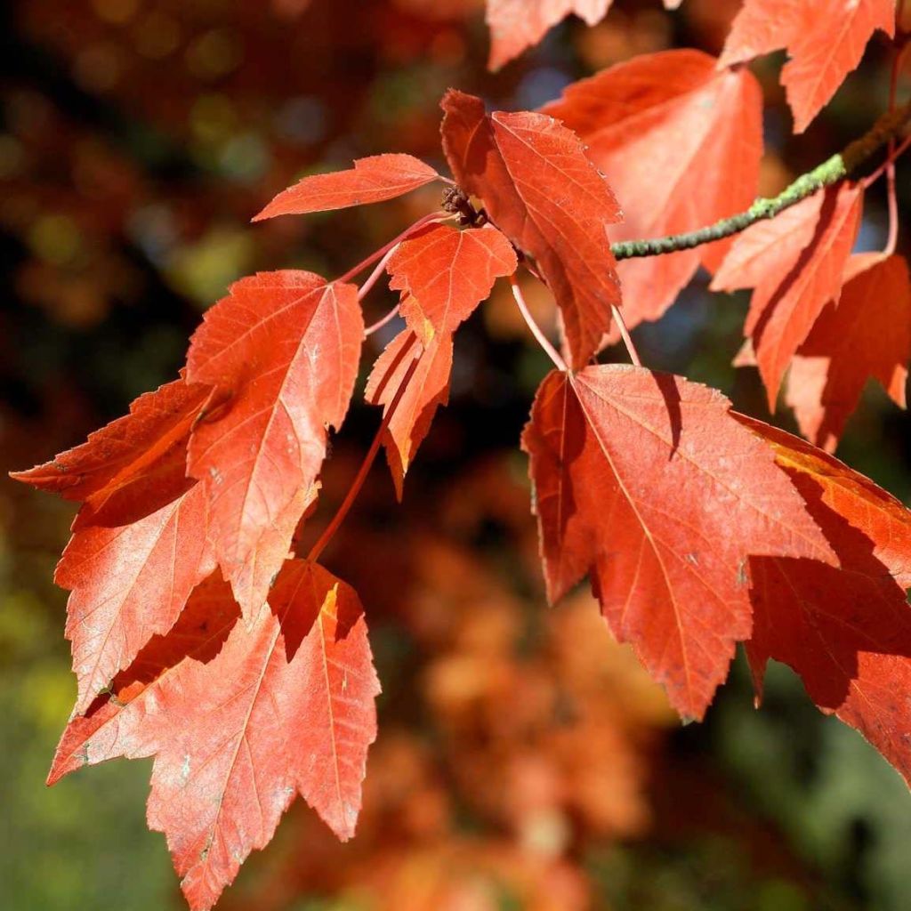 Acer rubrum Armstrong