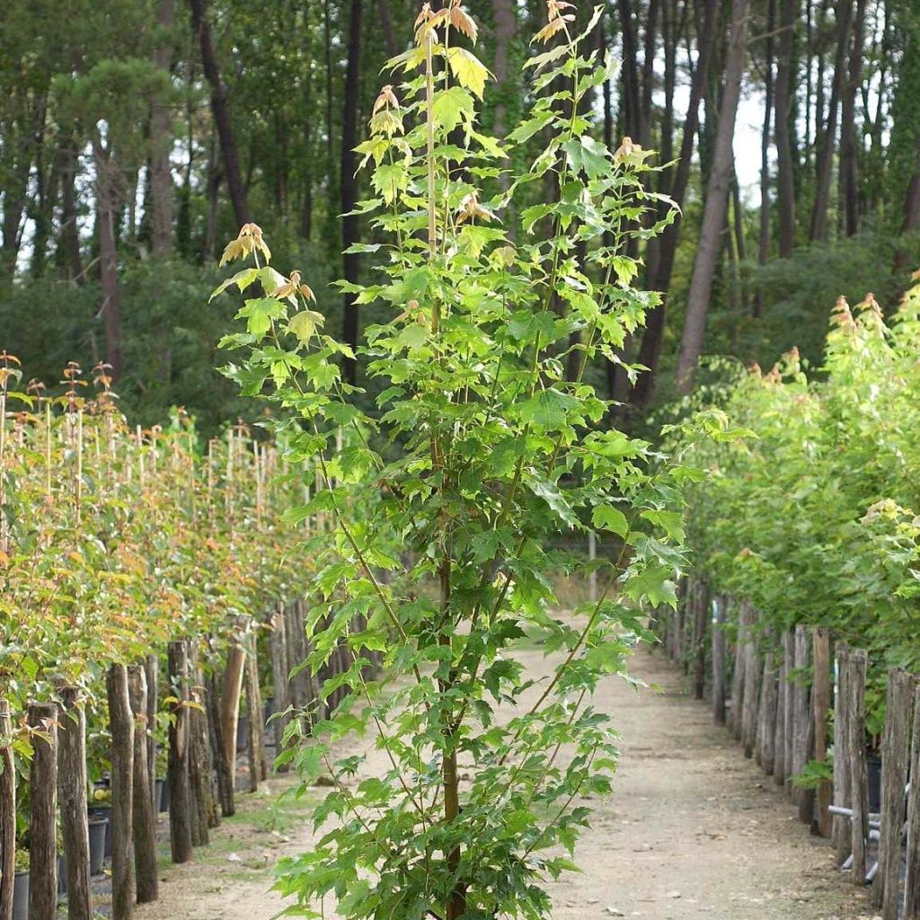 Acer rubrum Armstrong