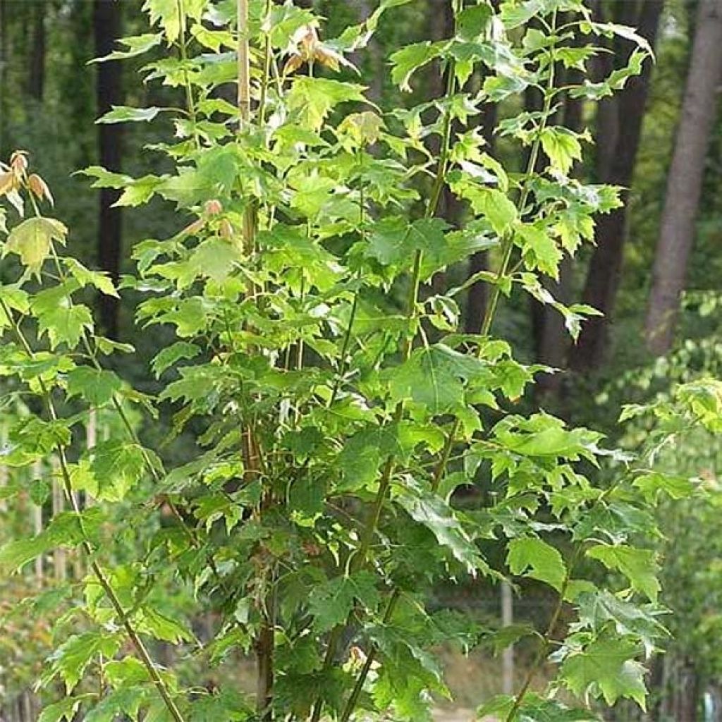 Acer rubrum Armstrong