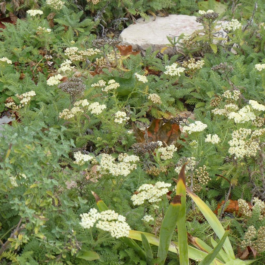 Achillea crithmifolia - Milenrama