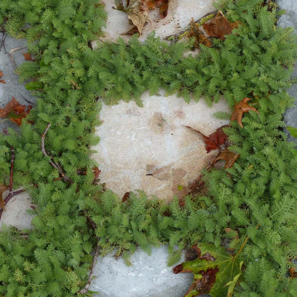 Achillea crithmifolia - Milenrama