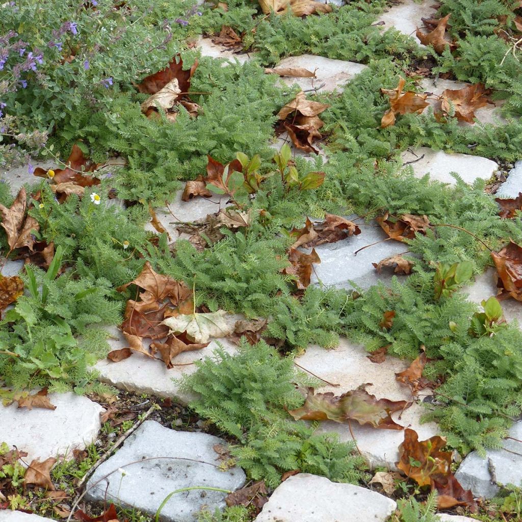 Achillea crithmifolia - Milenrama