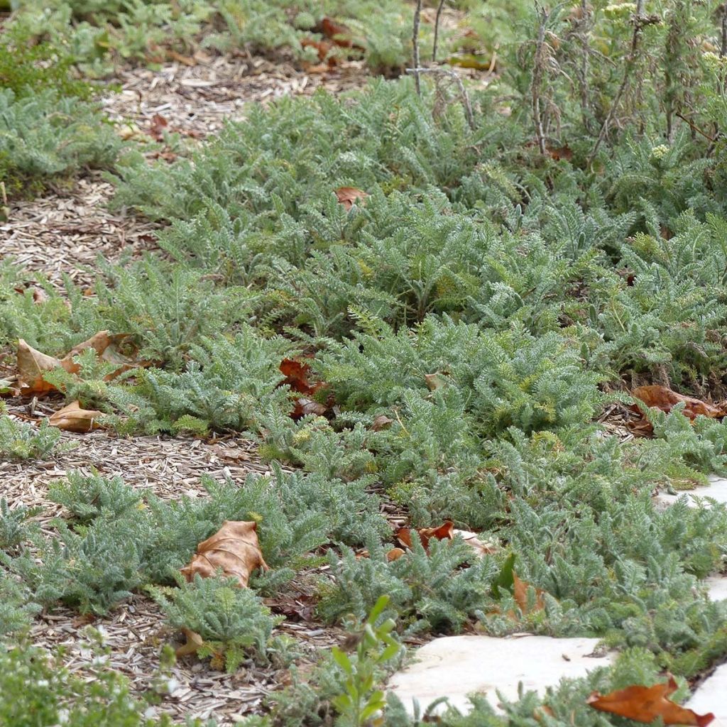 Achillea crithmifolia - Milenrama