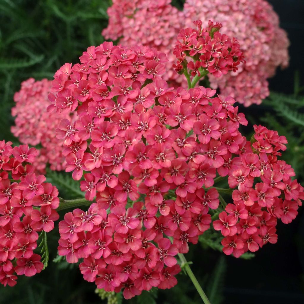 Milenrama Tutti Frutti Apricot Delight - Achillea millefolium