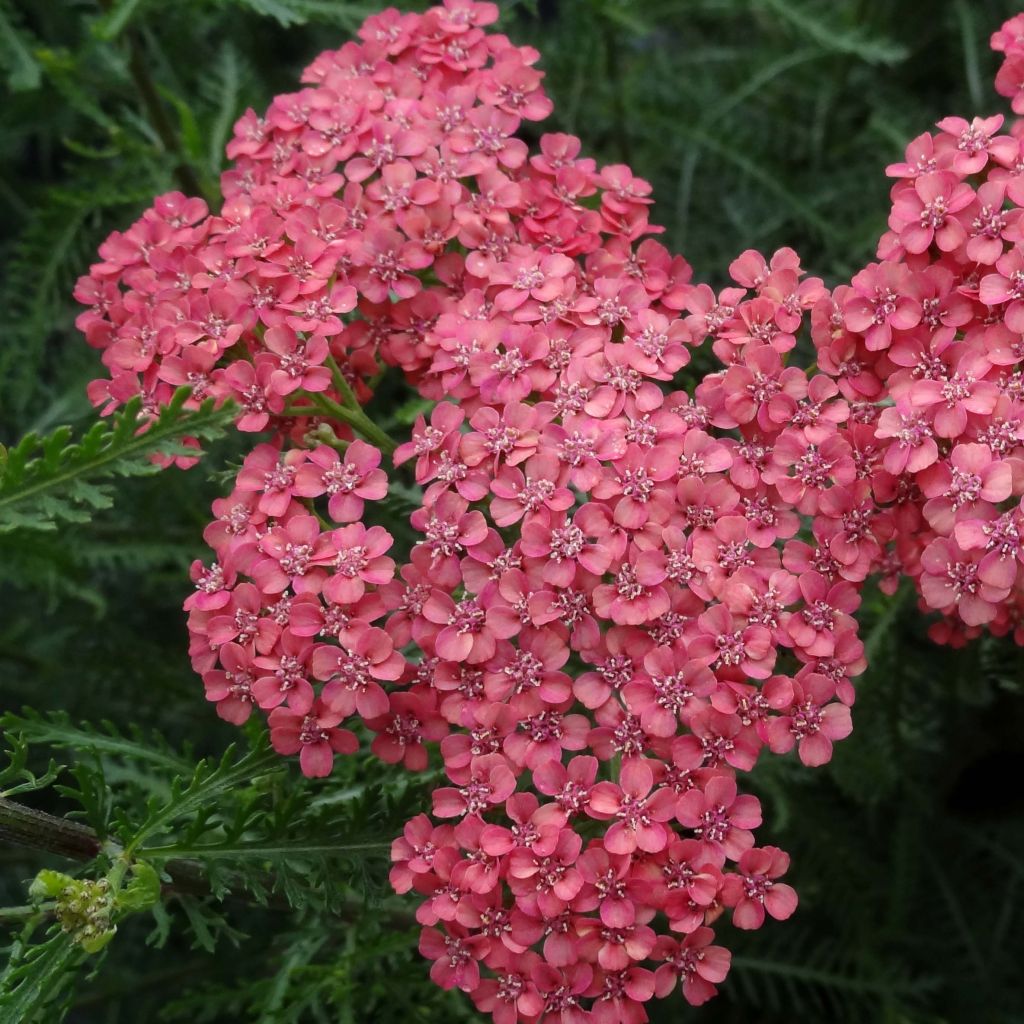 Milenrama Tutti Frutti Apricot Delight - Achillea millefolium