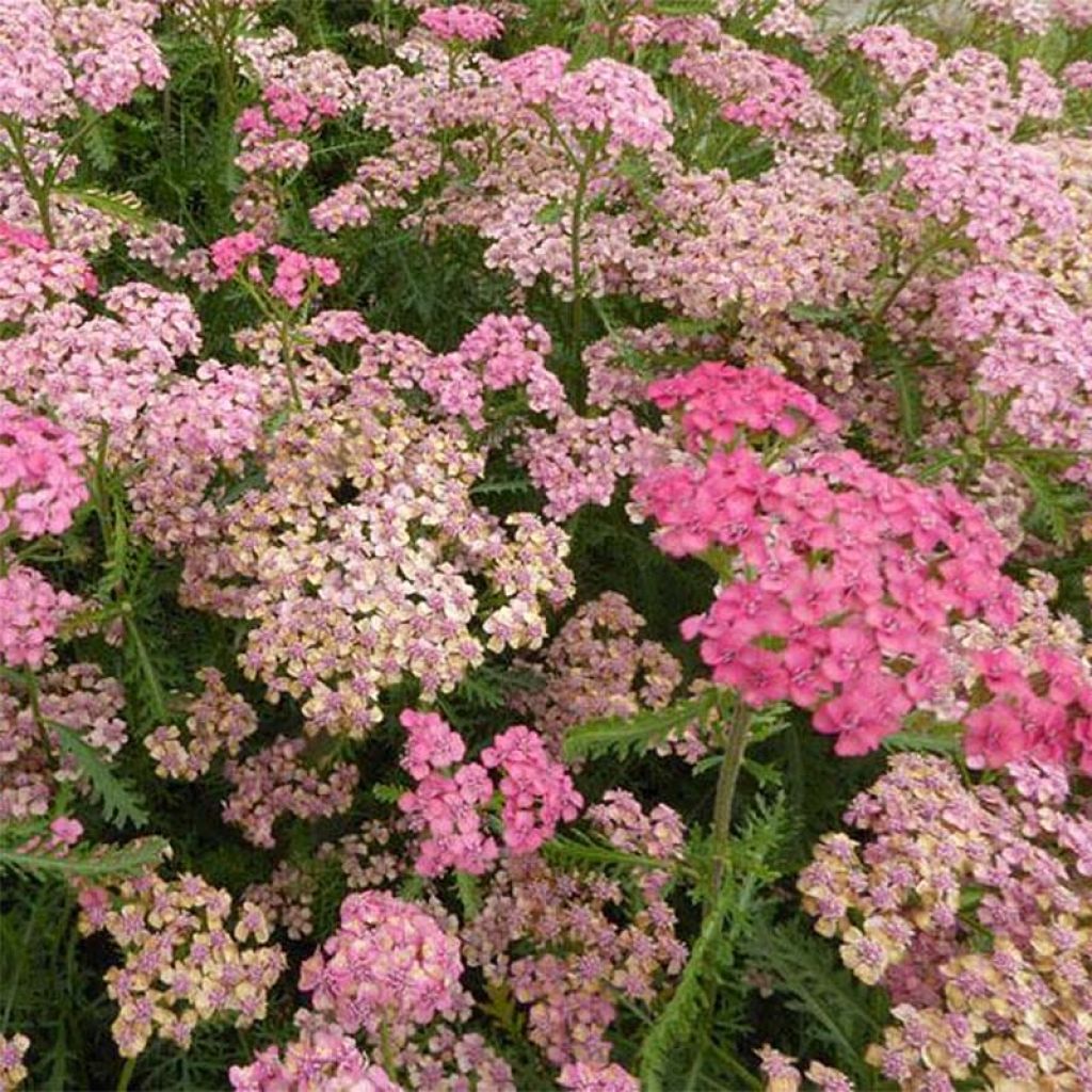 Milenrama Tutti Frutti Apricot Delight - Achillea millefolium