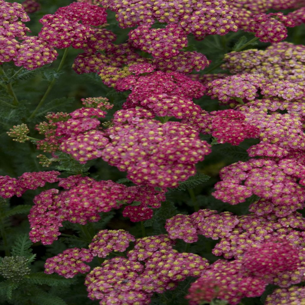 Achillea millefolium Pomegranate - Achillée millefeuille grenat