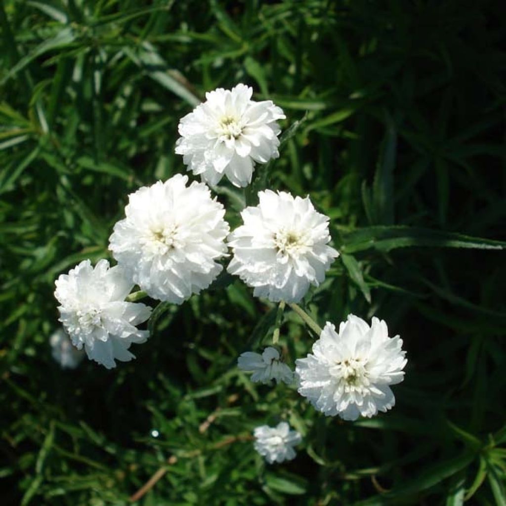 Achillée, Achillea ptarmica Perry s White