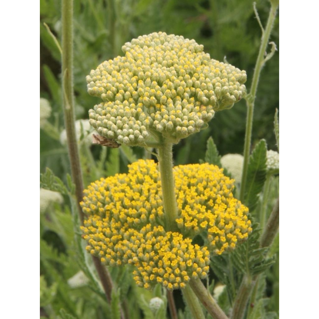 Achillea fillipendulina Cloth of Gold - Aquilea amarilla