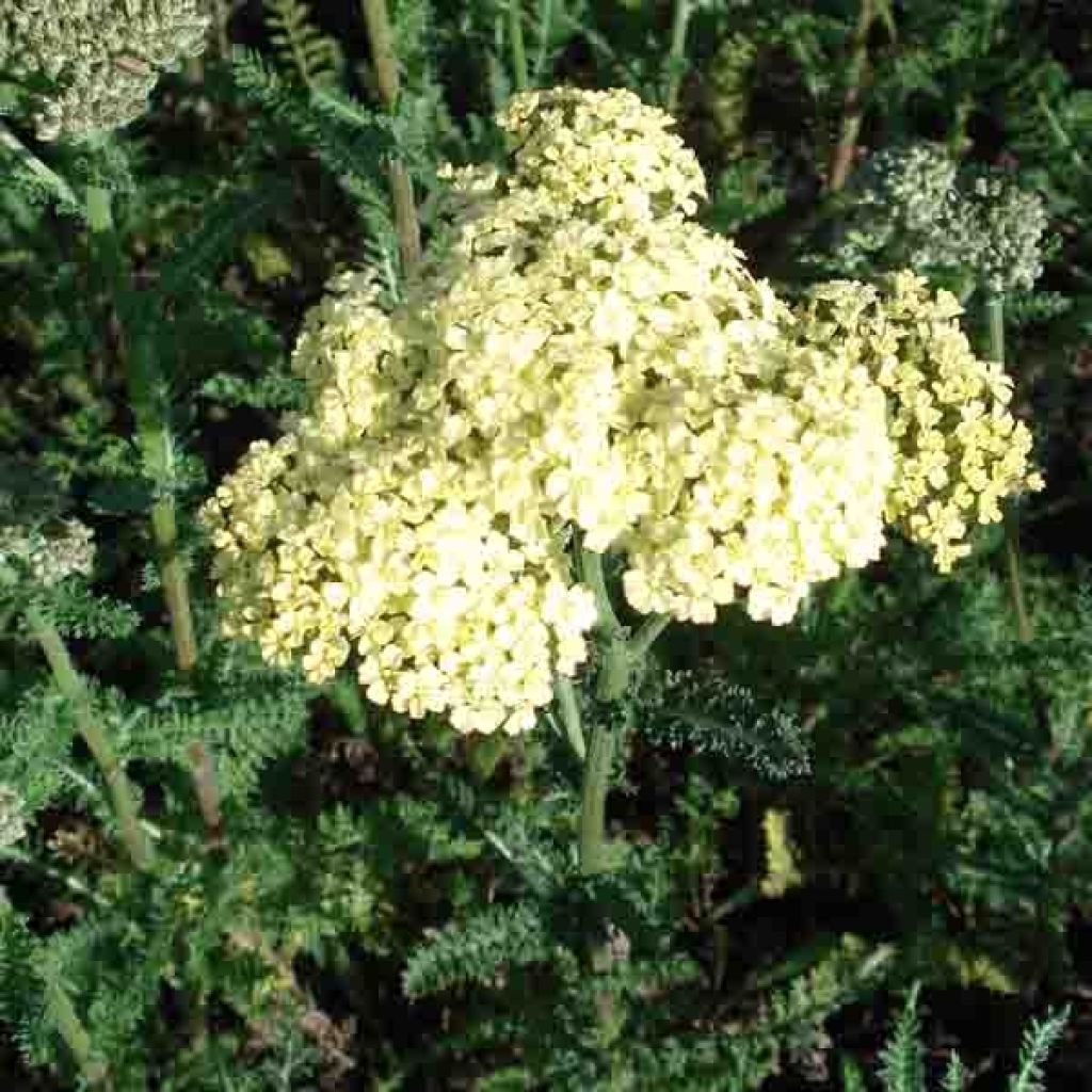 Achillée - Achillea millefolium Hella Glashoff