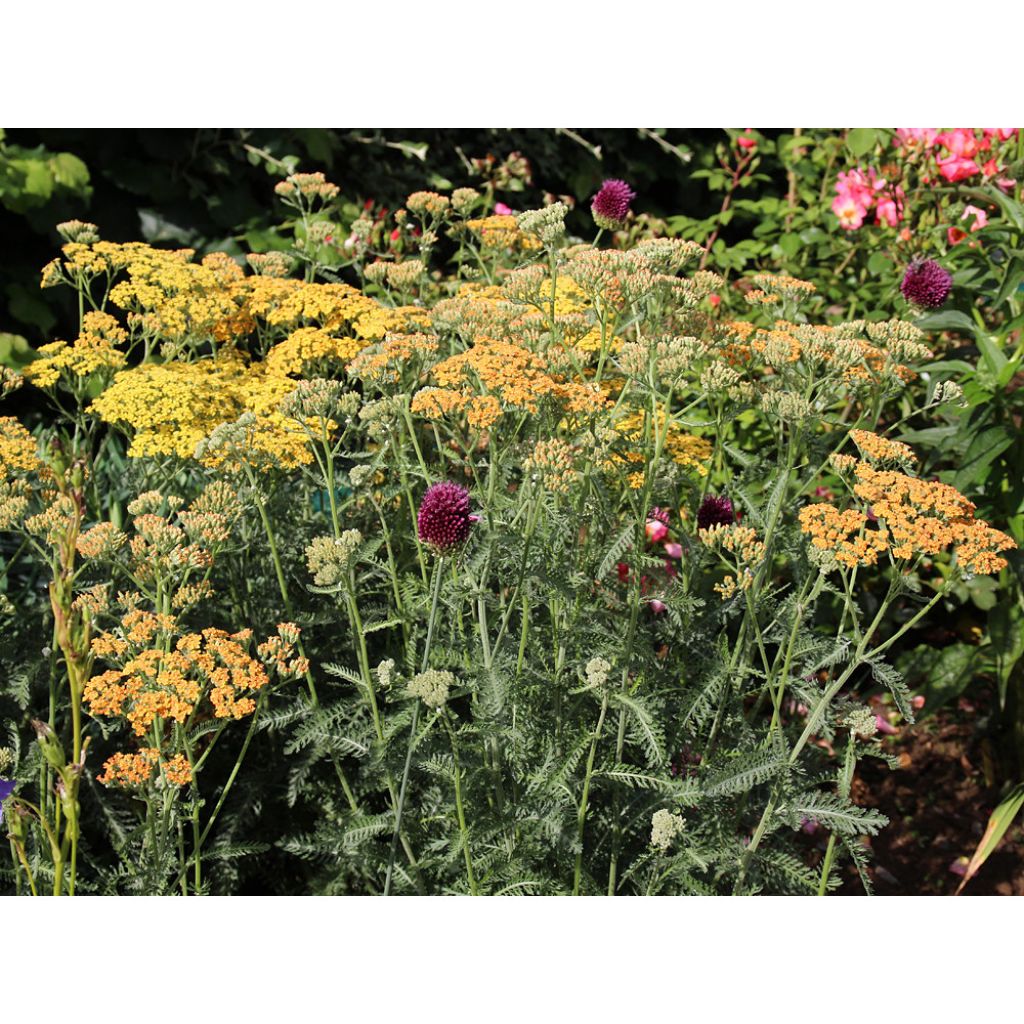 Milenrama Feuerland - Achillea millefolium