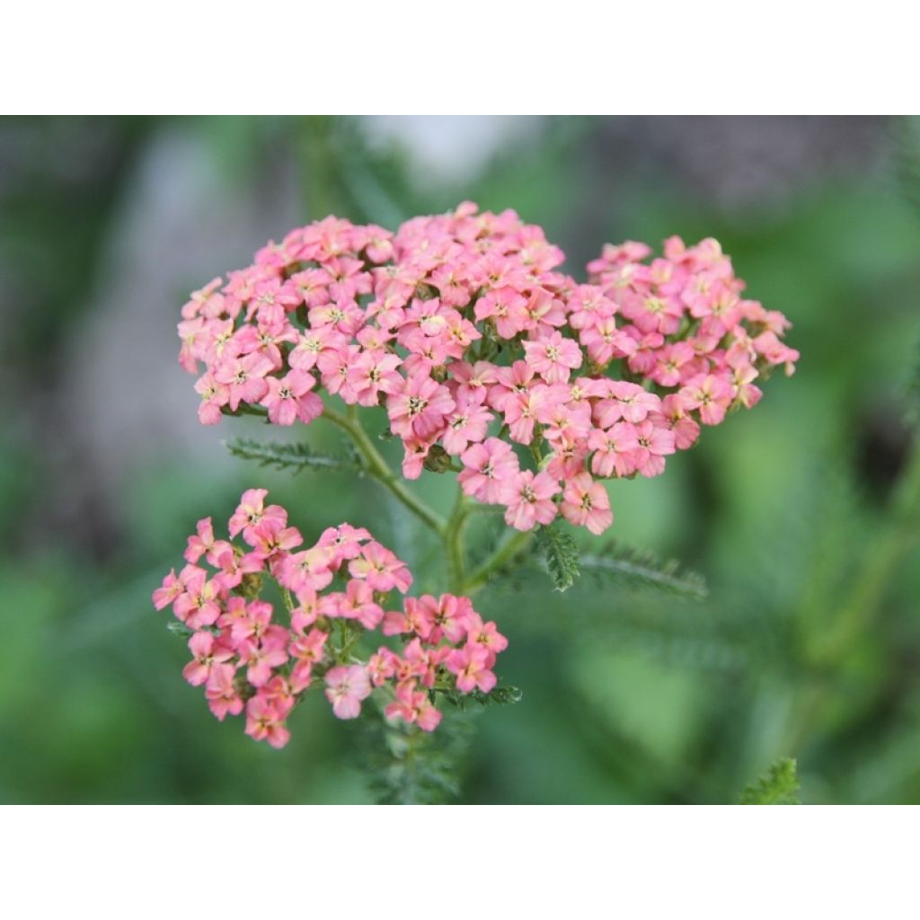 Milenrama Salmon Beauty - Achillea millefolium