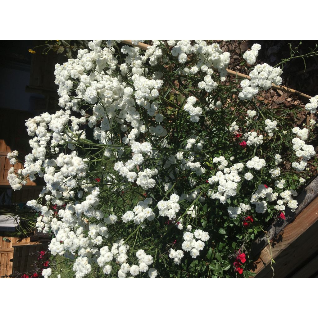 Achillea ptarmica The Pearl