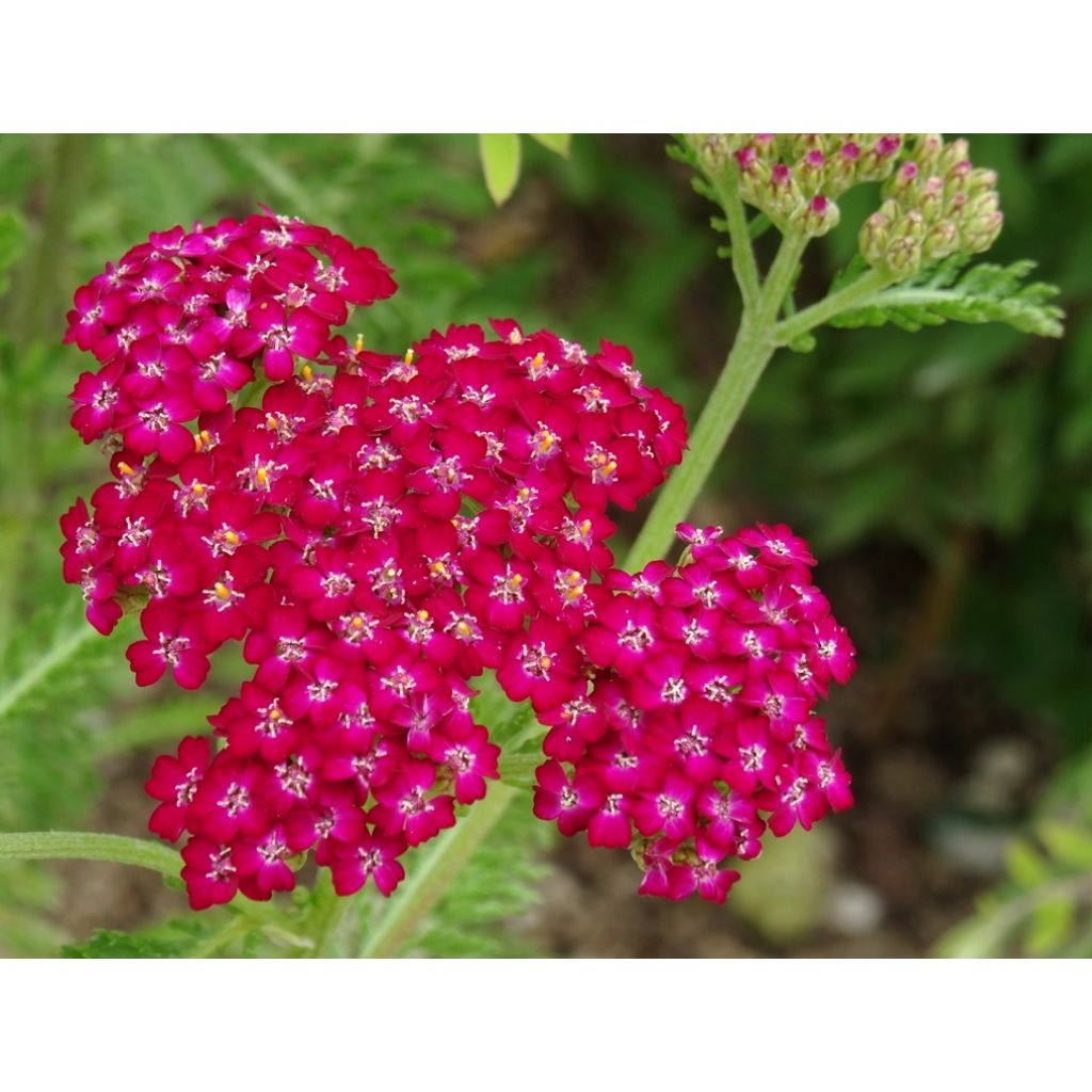 Milenrama Cerise Queen - Achillea millefolium