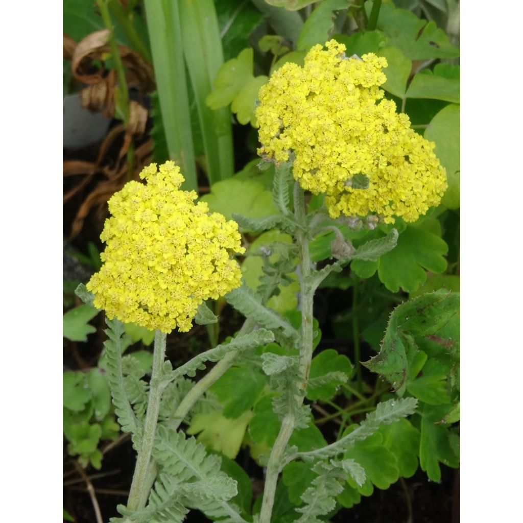 Achillea Moonshine - Milenrama