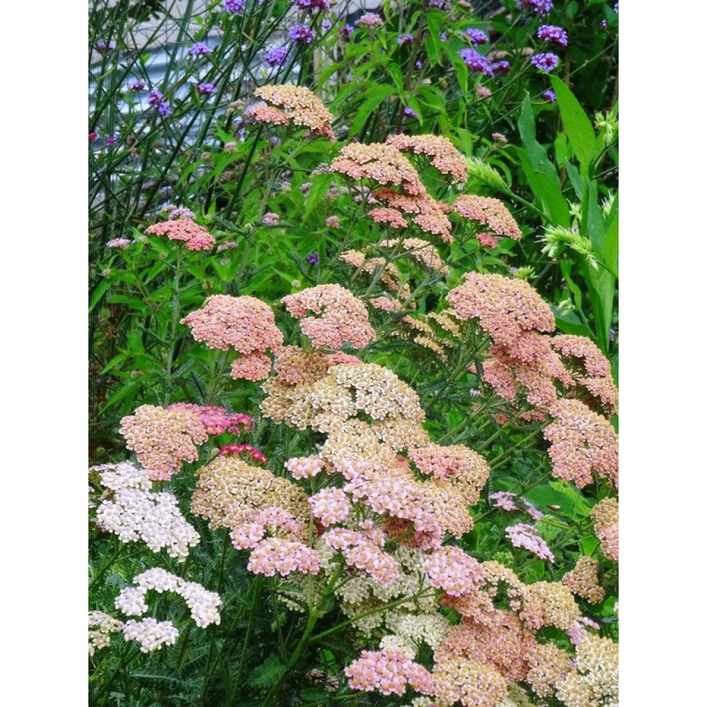 Milenrama Summer Pastel - Achillea millefolium