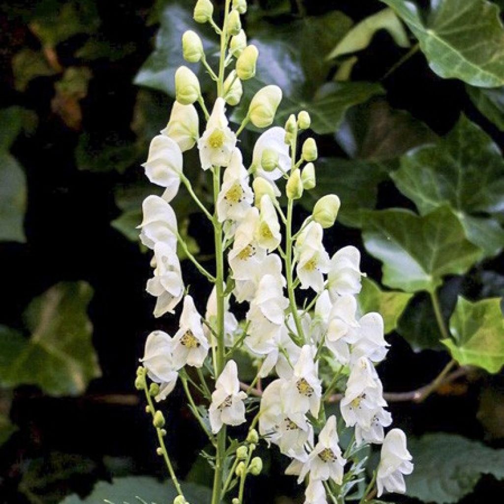 Aconitum napellus Album